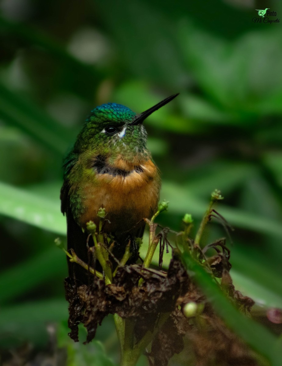 Long-tailed Sylph - ML645896908