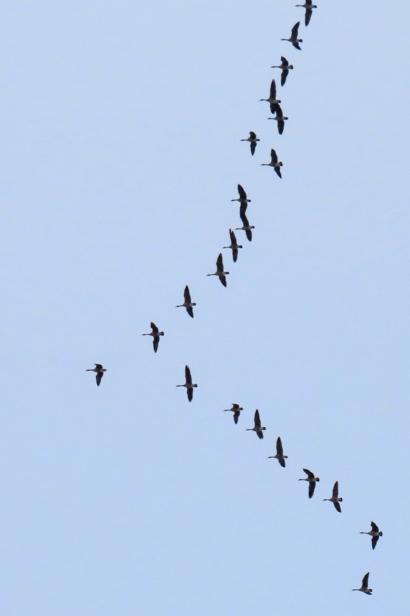 Bernache du Canada - ML645896918