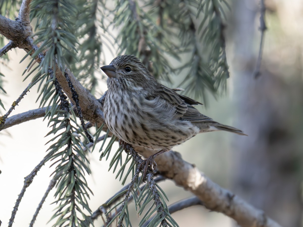 Cassin's Finch - ML645896927