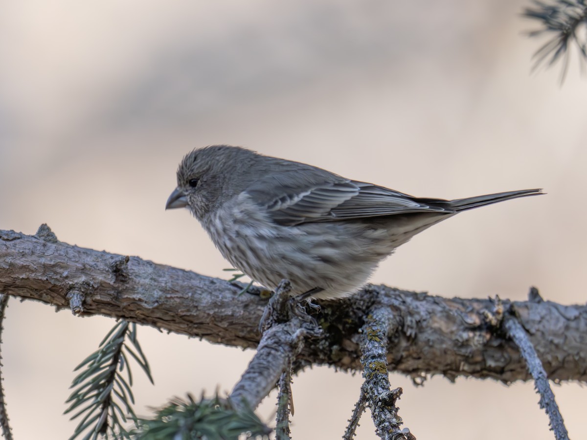Cassin's Finch - ML645896928
