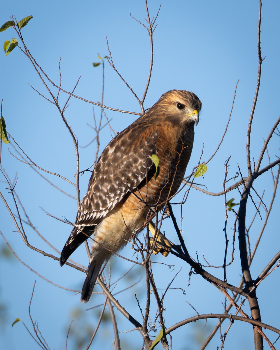 Red-shouldered Hawk - ML645896951