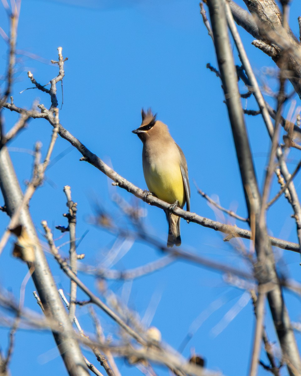 ヒメレンジャク - ML645896958