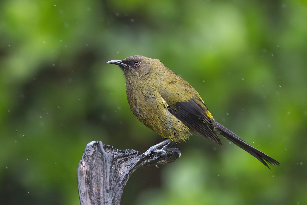 New Zealand Bellbird - ML645896986