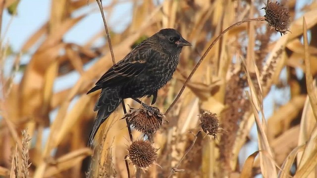 Red-winged Blackbird - ML645896990