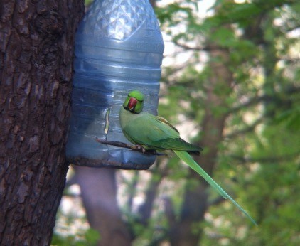 Rose-ringed Parakeet - ML645896993