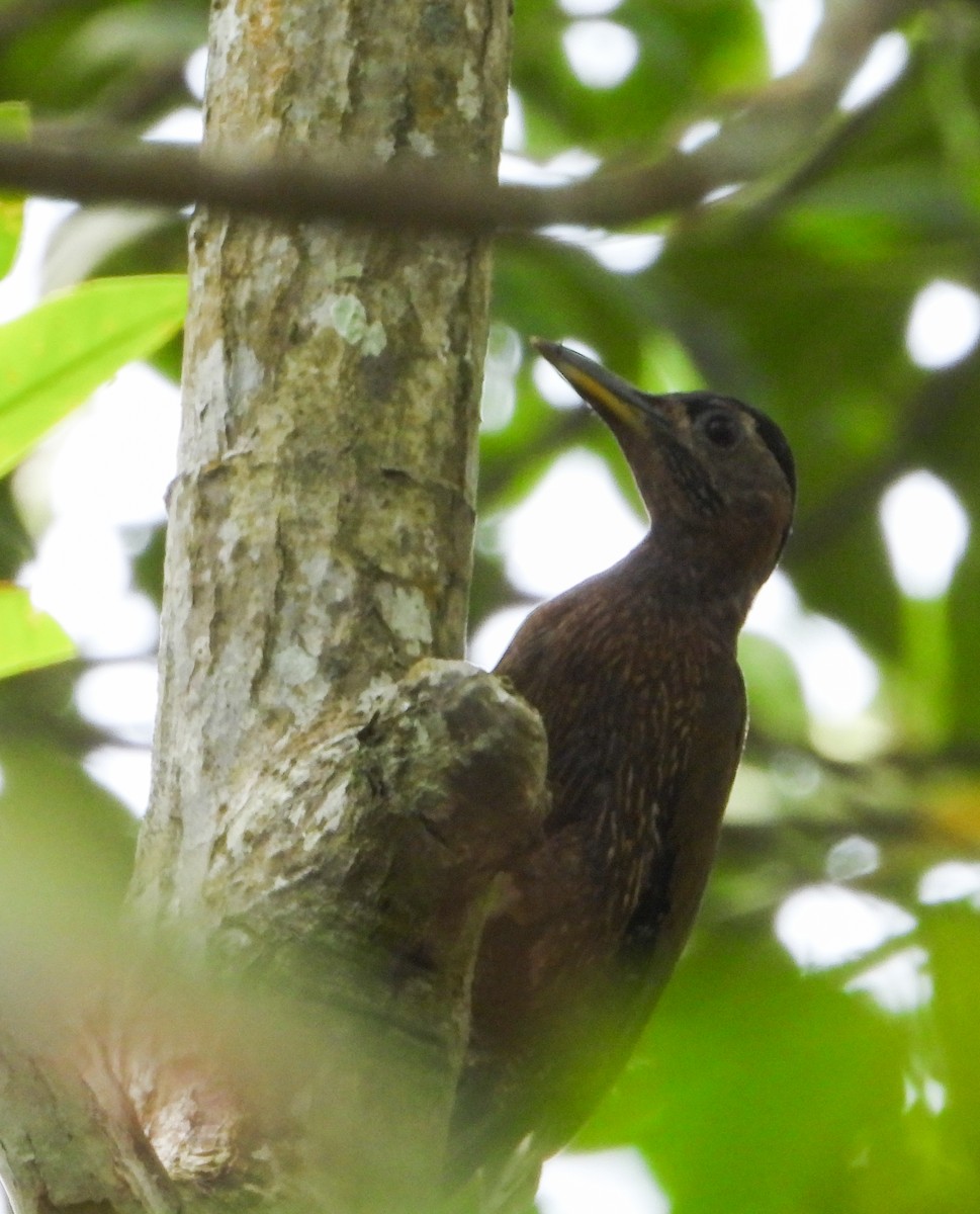 Streak-breasted Woodpecker - ML645897011