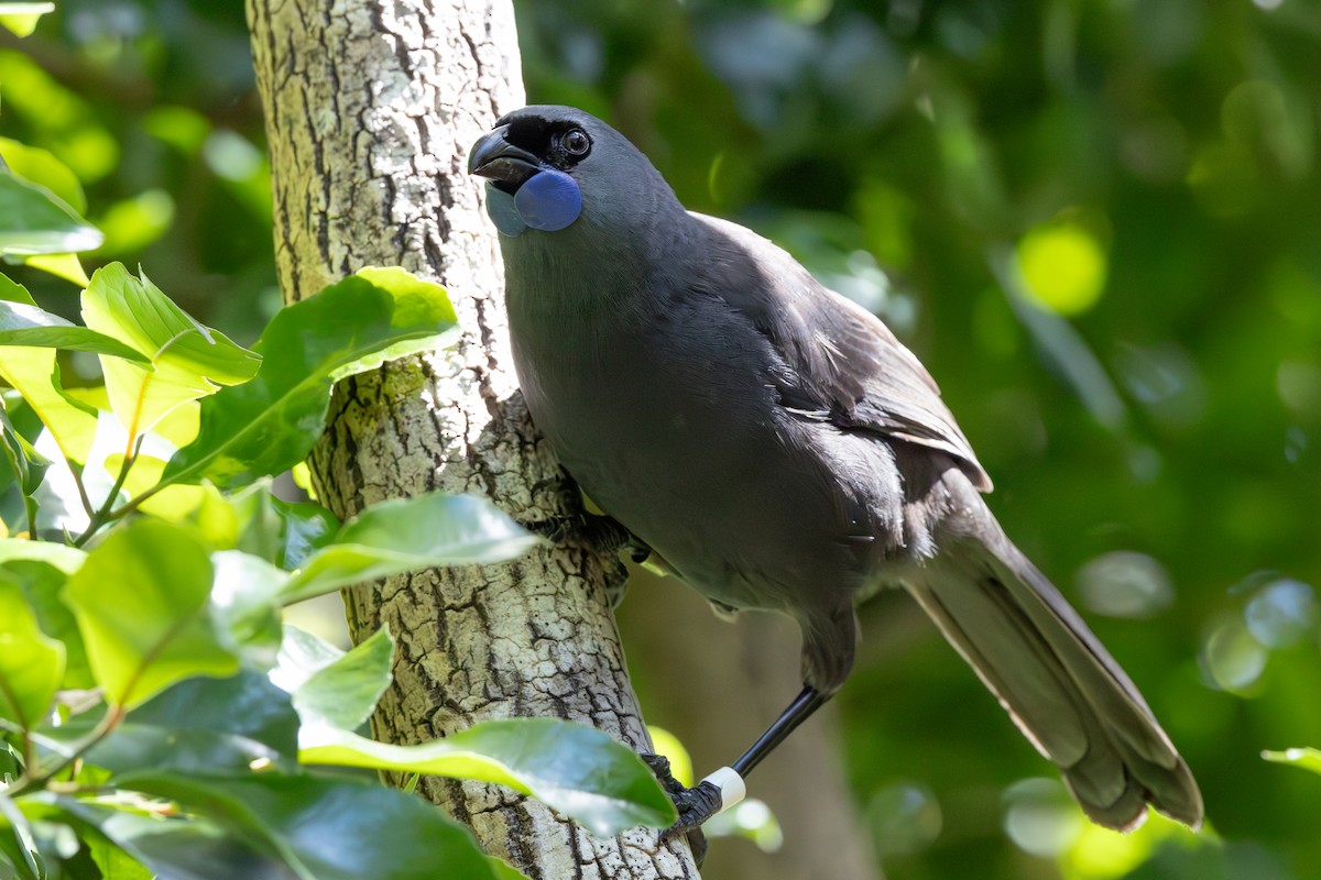 North Island Kokako - ML645897019