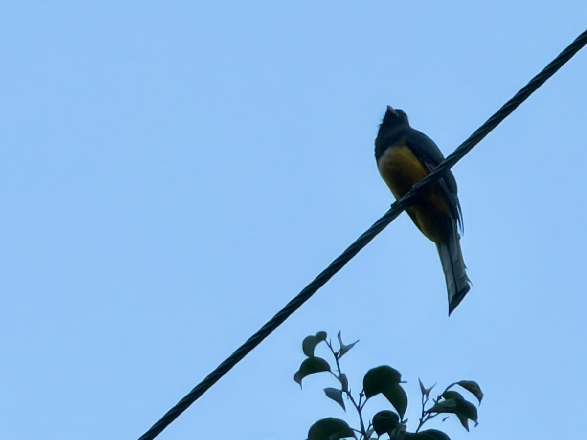 Citreoline Trogon - ML645897025