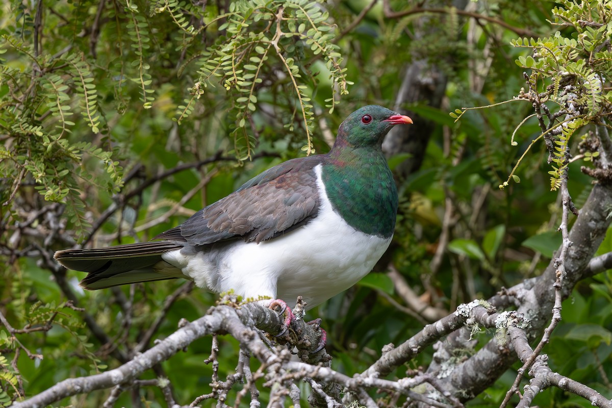 New Zealand Pigeon - ML645897032