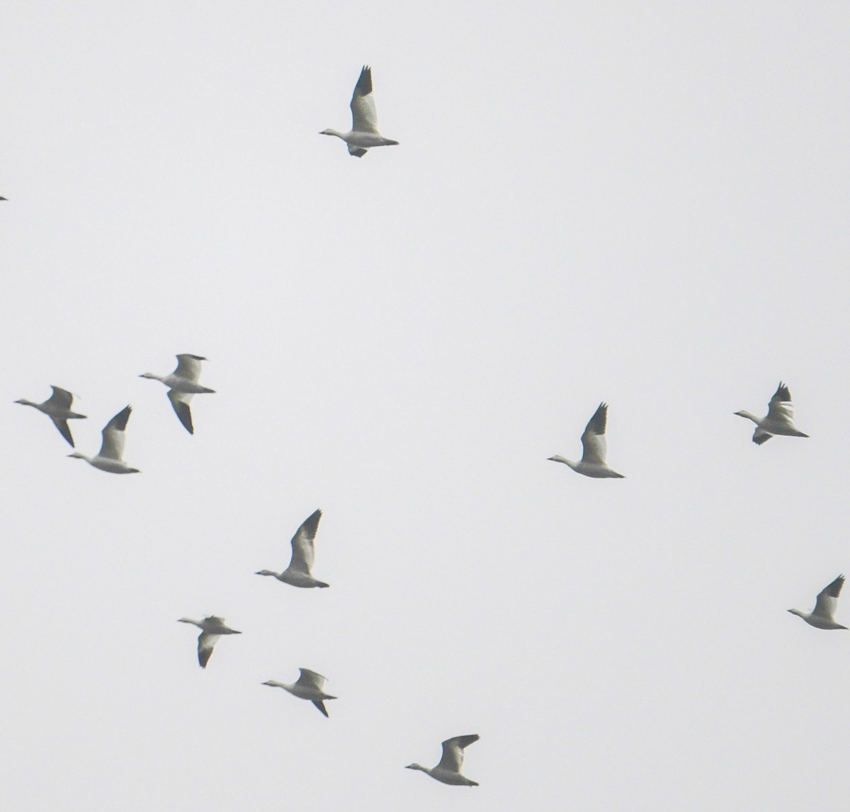 Snow Goose - ML645897034