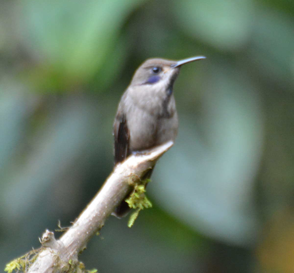 Brown Violetear - ML645897039