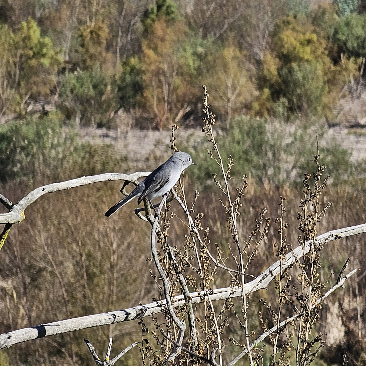 Perlita Grisilla - ML645897042