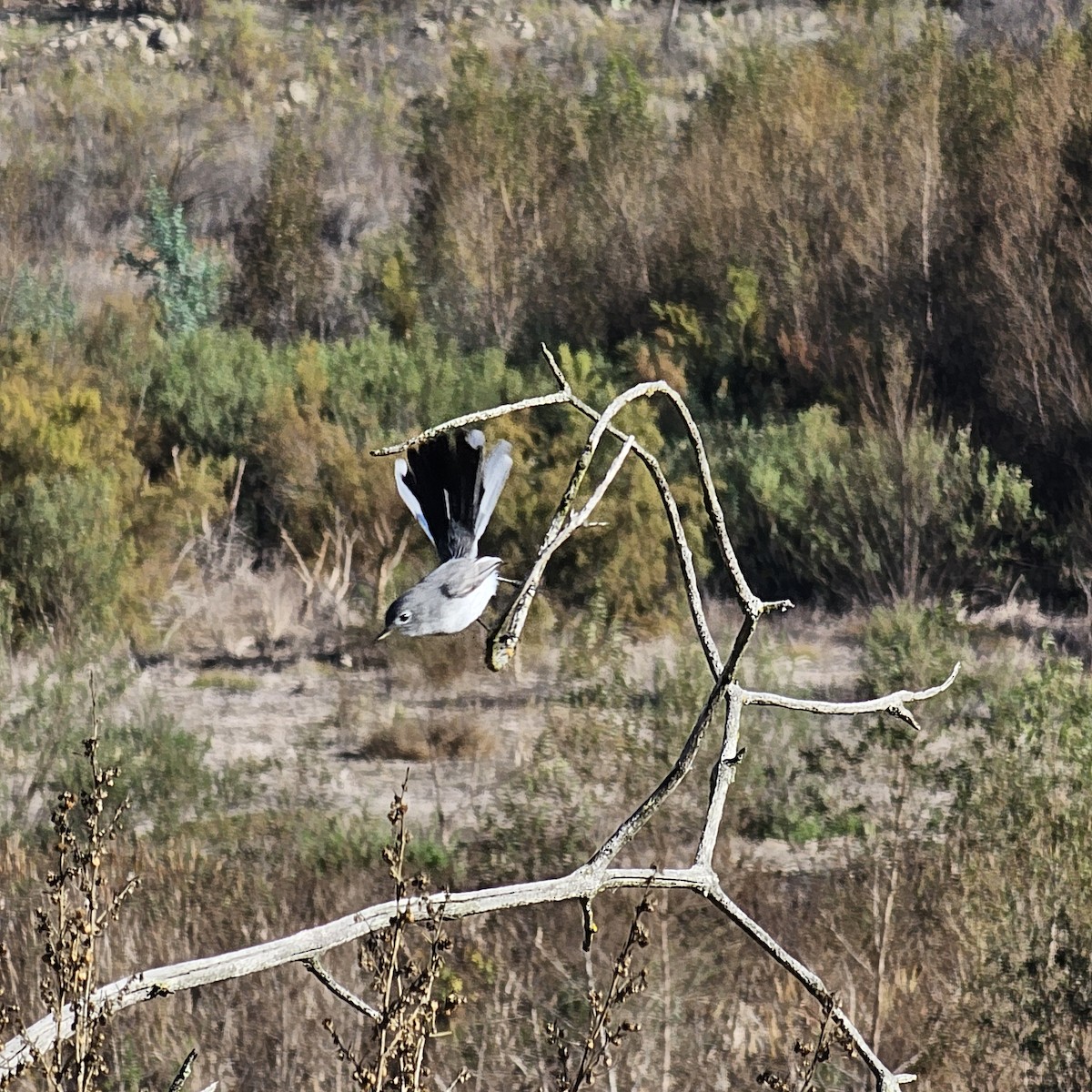 Perlita Grisilla - ML645897044