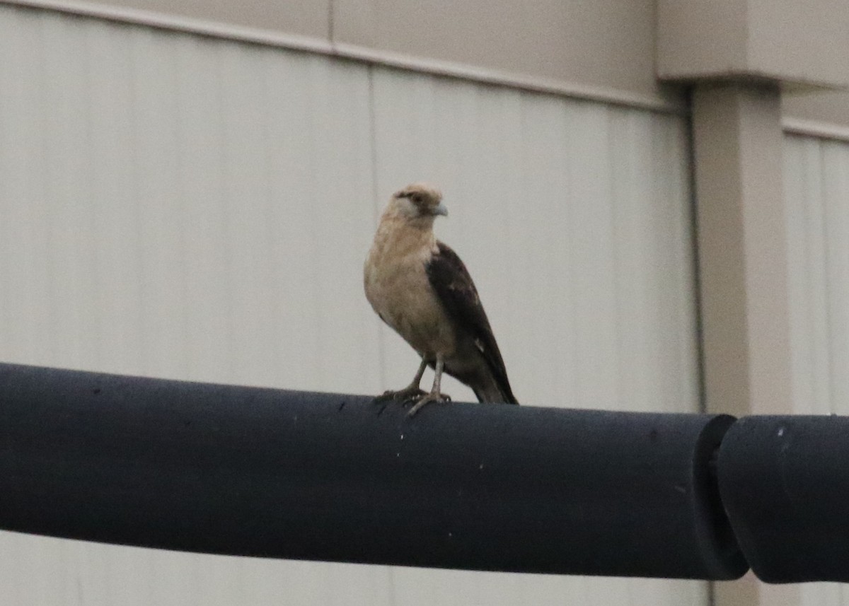 Yellow-headed Caracara - ML645897046