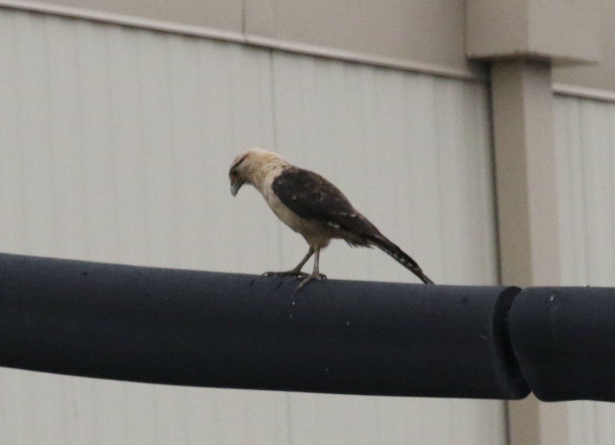 Yellow-headed Caracara - ML645897048