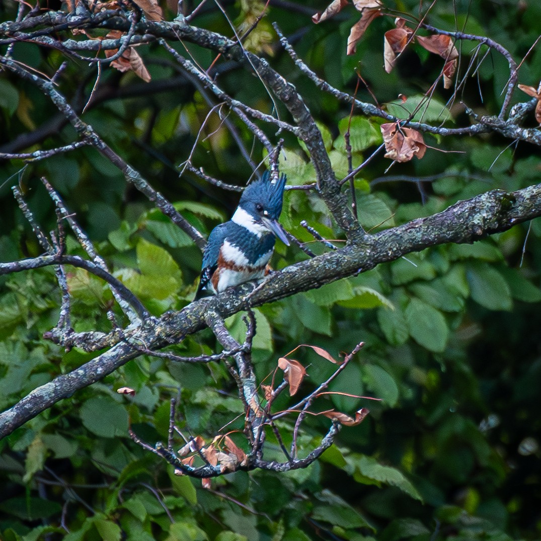 Belted Kingfisher - ML645897050