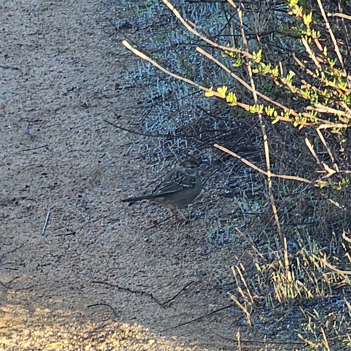 Chingolo Coronidorado - ML645897051