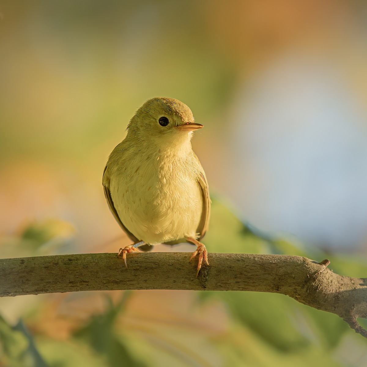 Northern Yellow Warbler - ML645897052