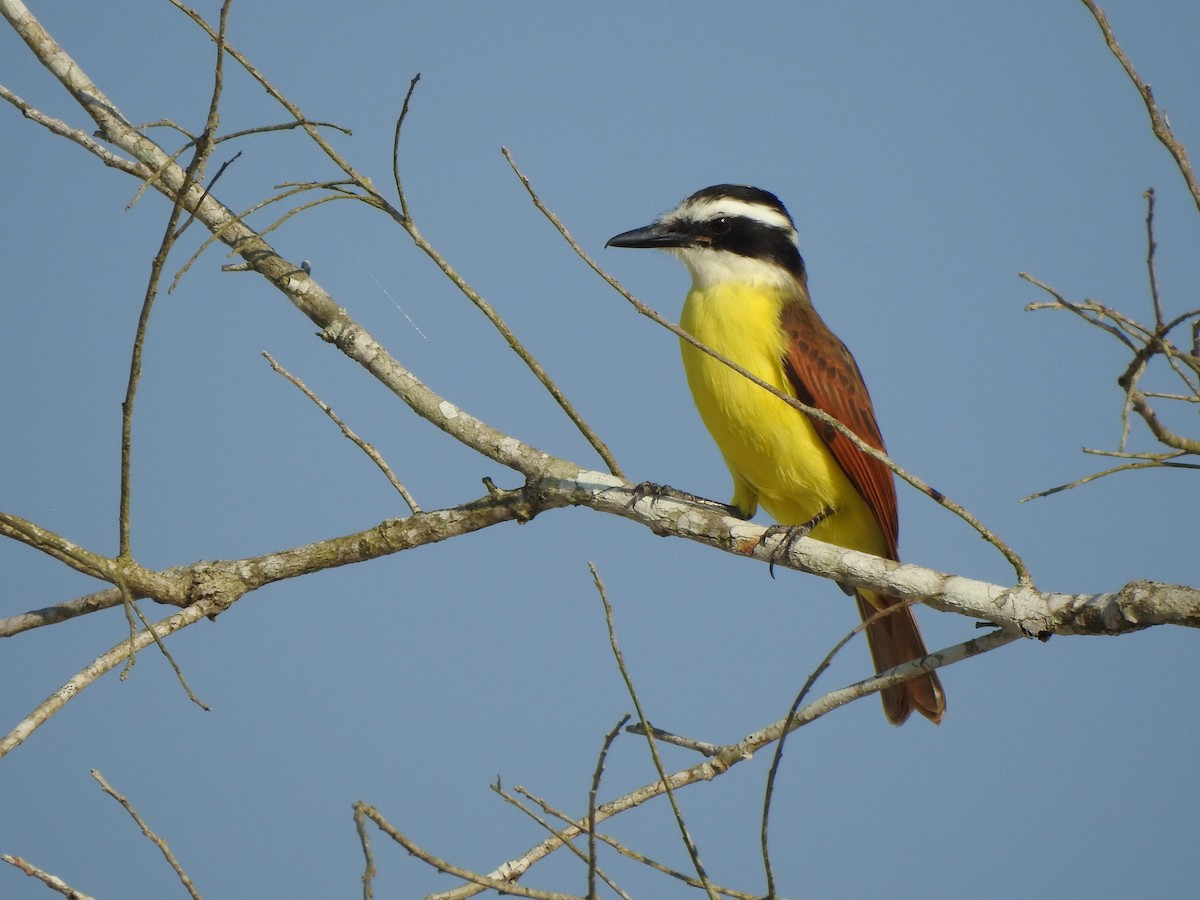 Great Kiskadee - ML645897055