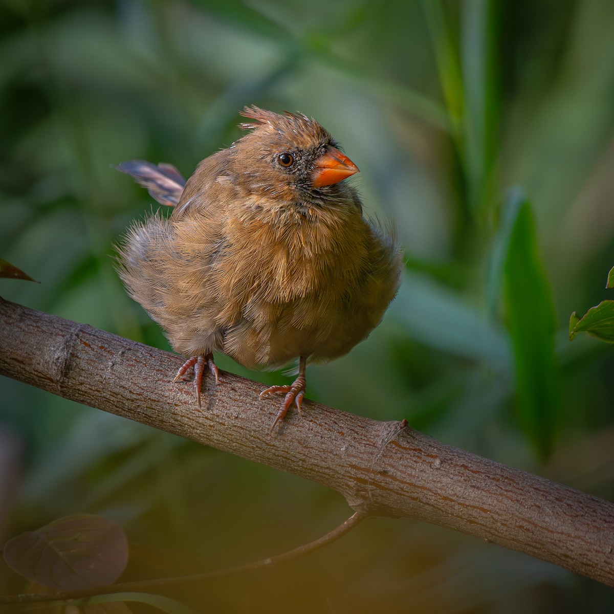 Northern Cardinal - ML645897056