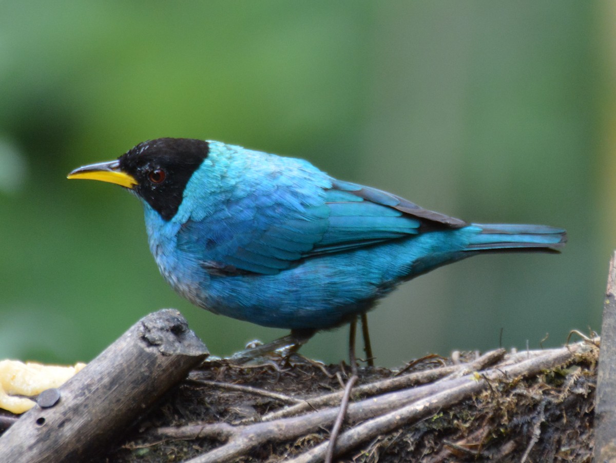 Green Honeycreeper - ML645897057