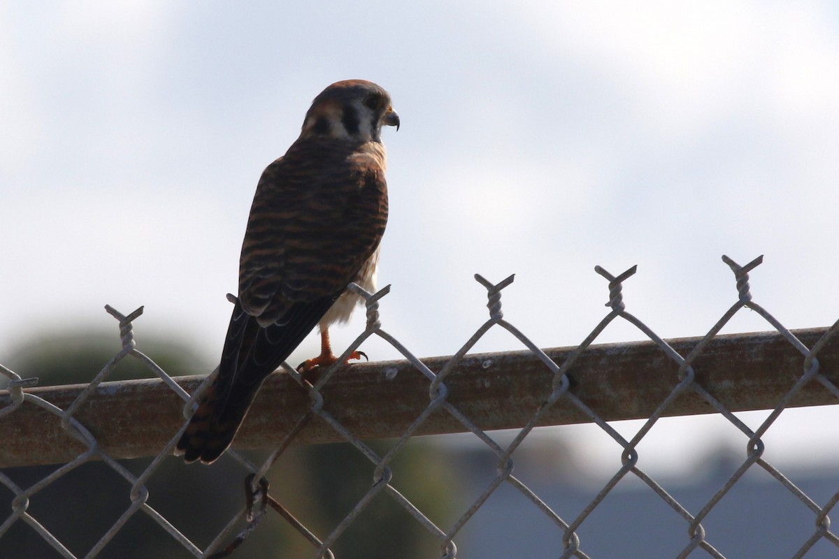 American Kestrel - ML645897059