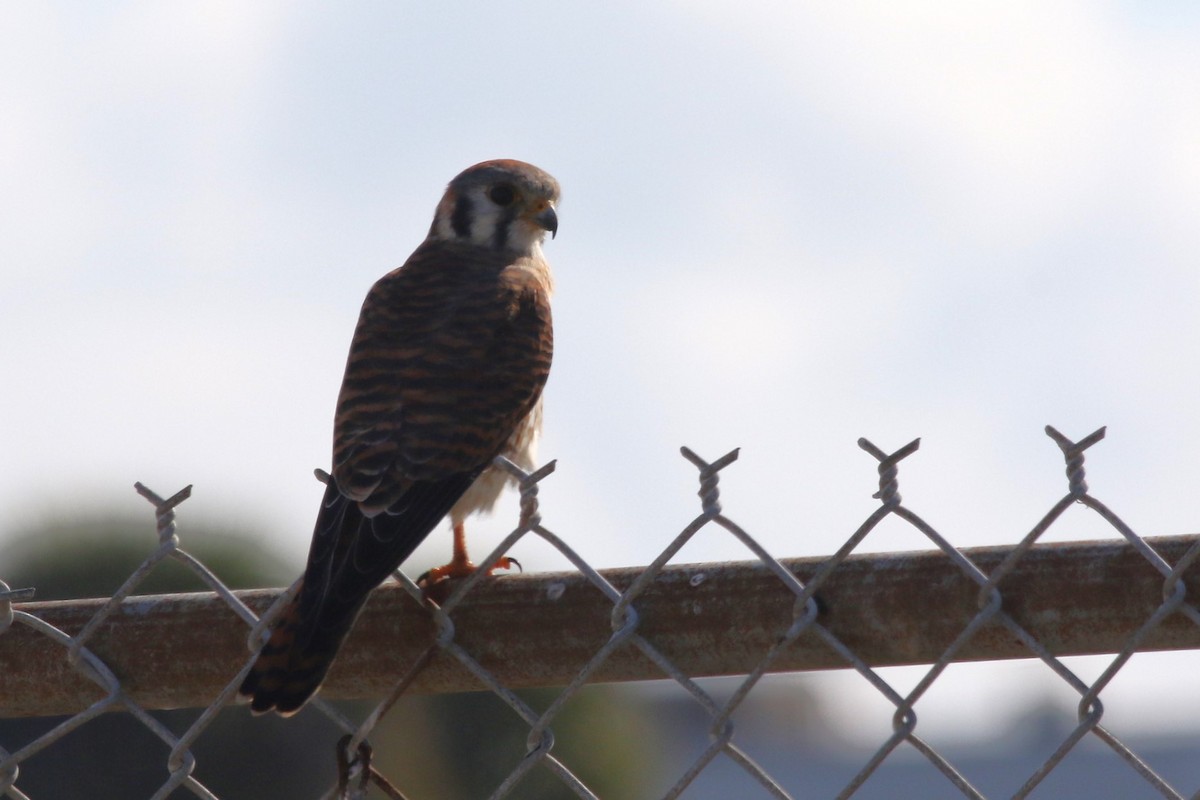 American Kestrel - ML645897060
