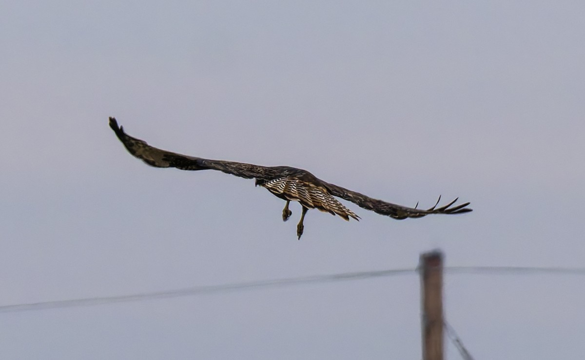 Red-tailed Hawk (calurus/abieticola) - ML645897063
