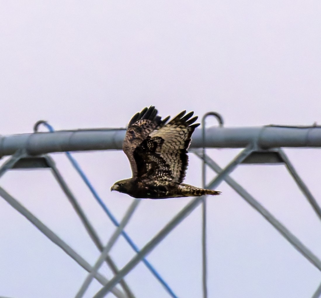 Red-tailed Hawk (calurus/abieticola) - ML645897064
