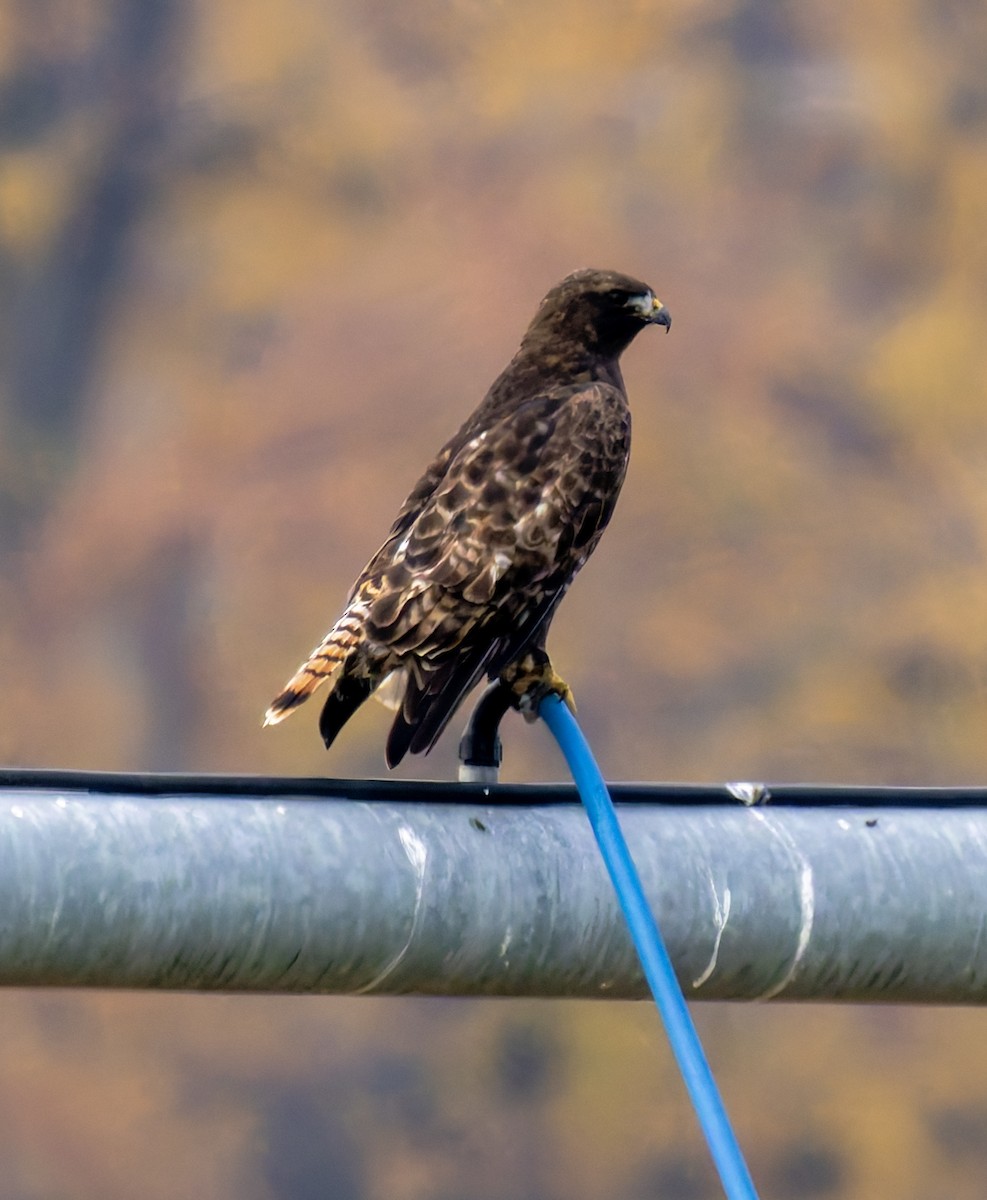 Red-tailed Hawk (calurus/abieticola) - ML645897065