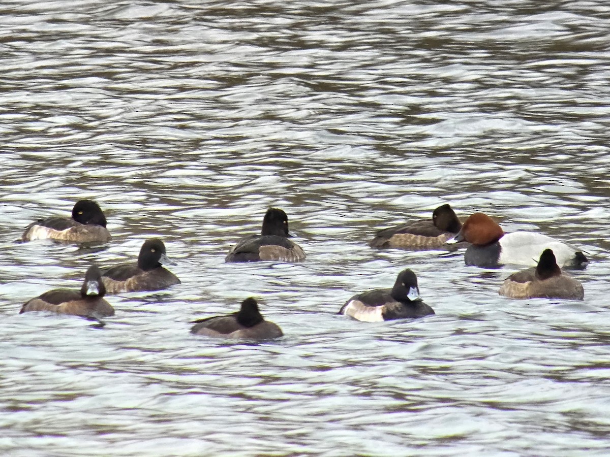 紅頭潛鴨 - ML645897066