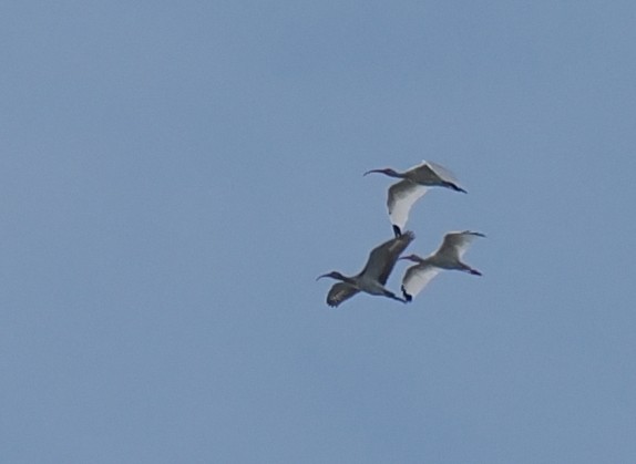 White Ibis - ML645897067