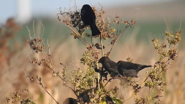 Brown-headed Cowbird - ML645897070