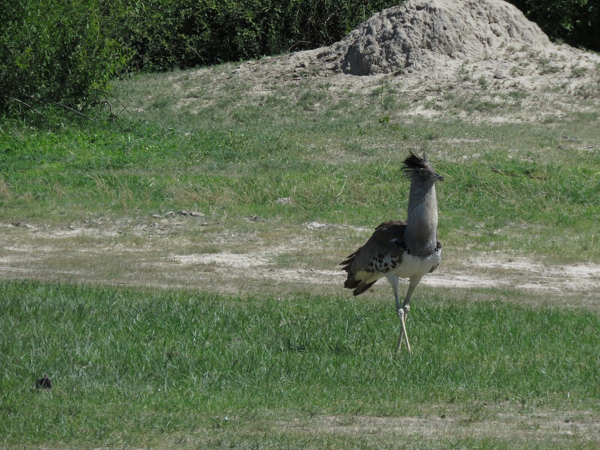 Kori Bustard - ML645897089