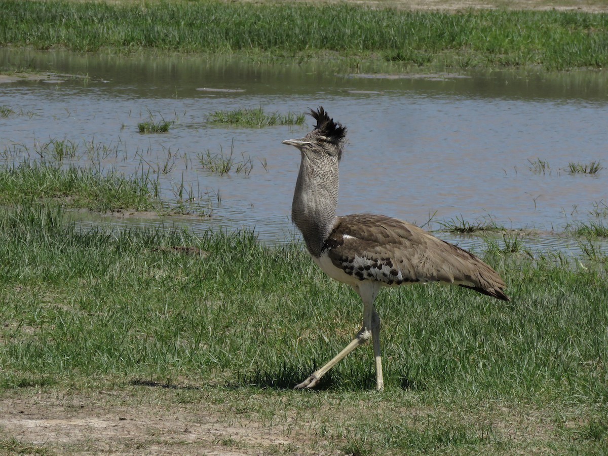 Kori Bustard - ML645897091