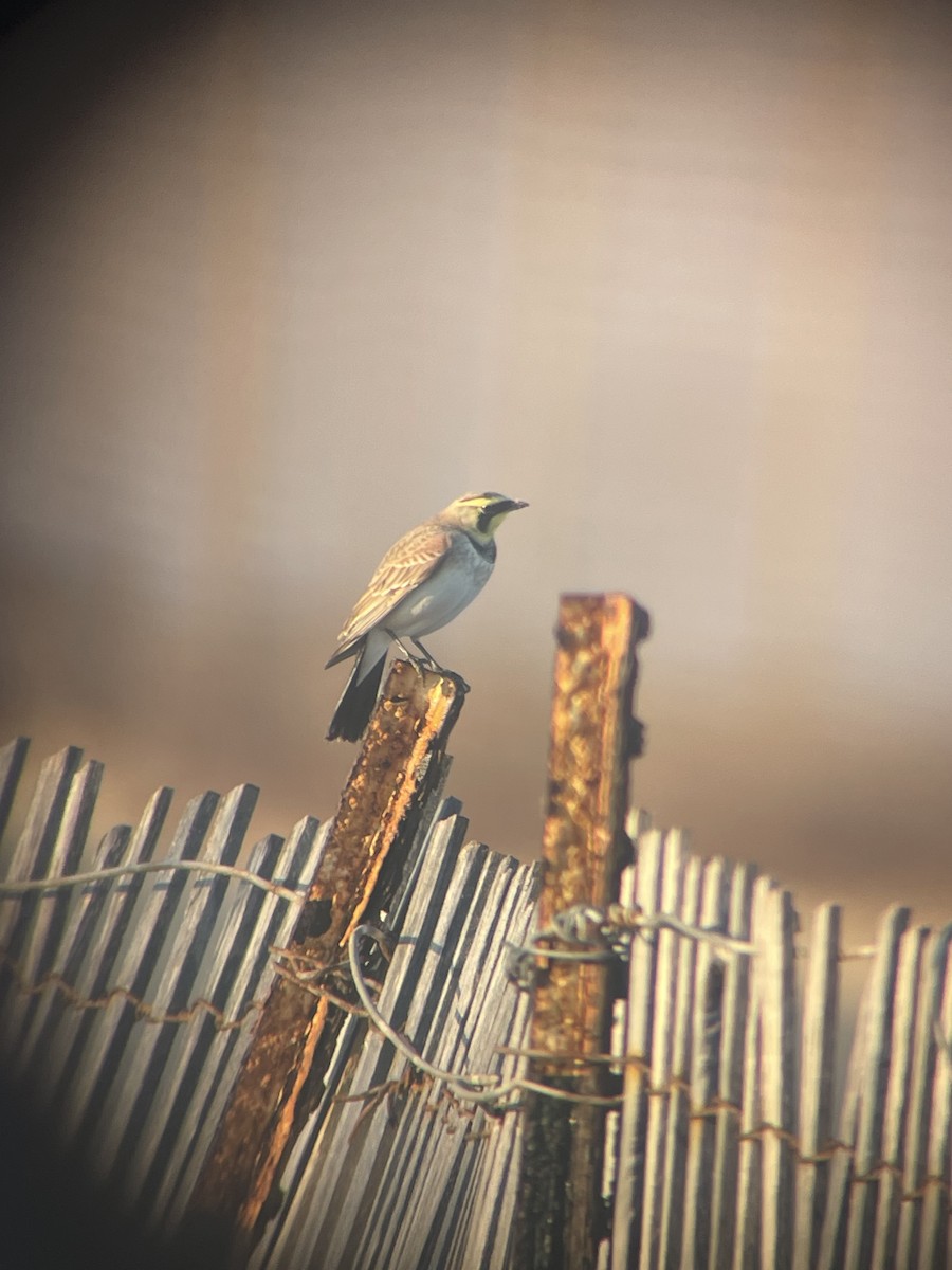 Жайворонок рогатий - ML645897095