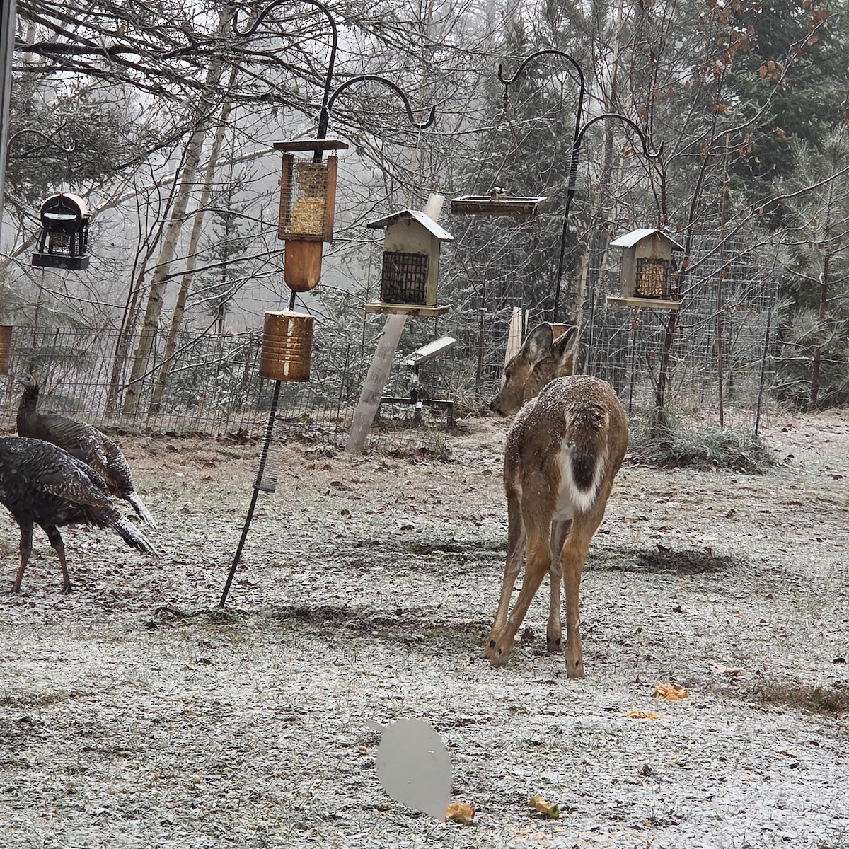 Animali - ML645897096