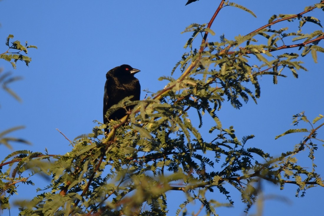Bronzed Cowbird - ML645897097