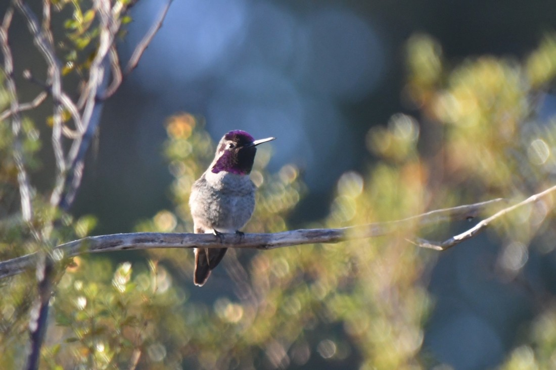 Anna's Hummingbird - ML645897104