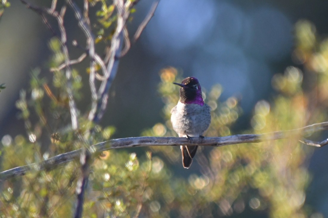 Anna's Hummingbird - ML645897105