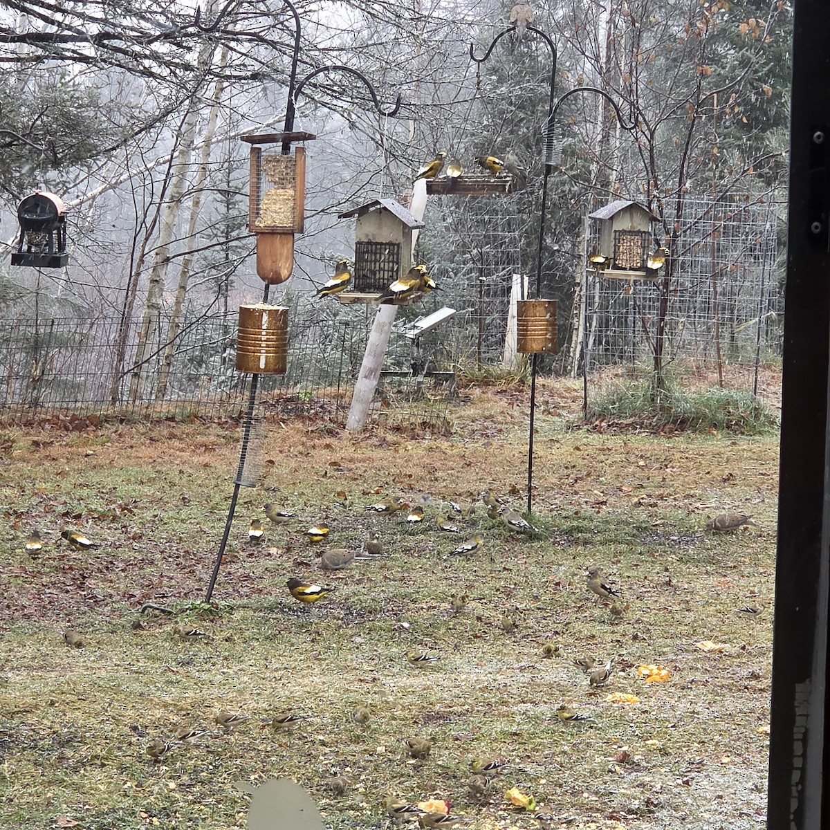 Evening Grosbeak - ML645897113