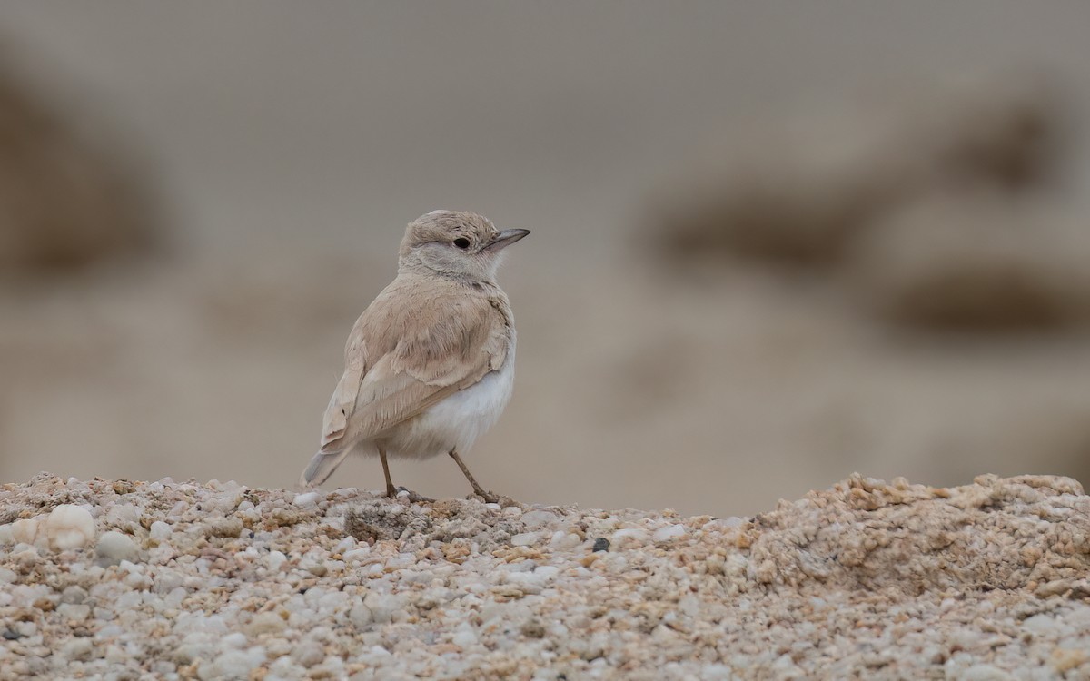 Gray's Lark - ML645897115