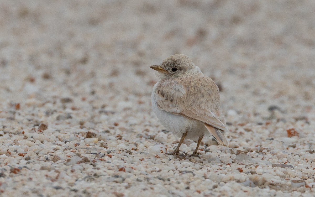 Gray's Lark - ML645897116