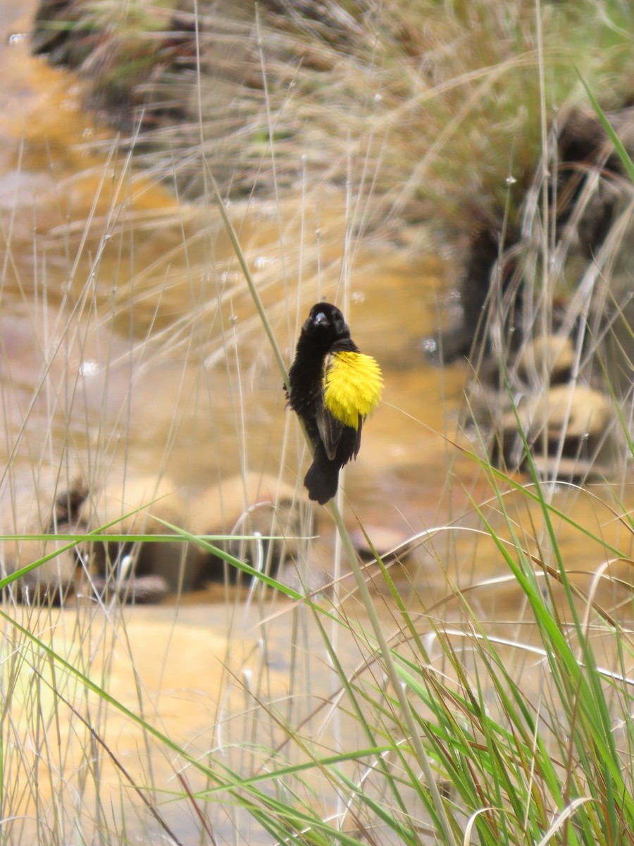 Yellow Bishop - ML645897118