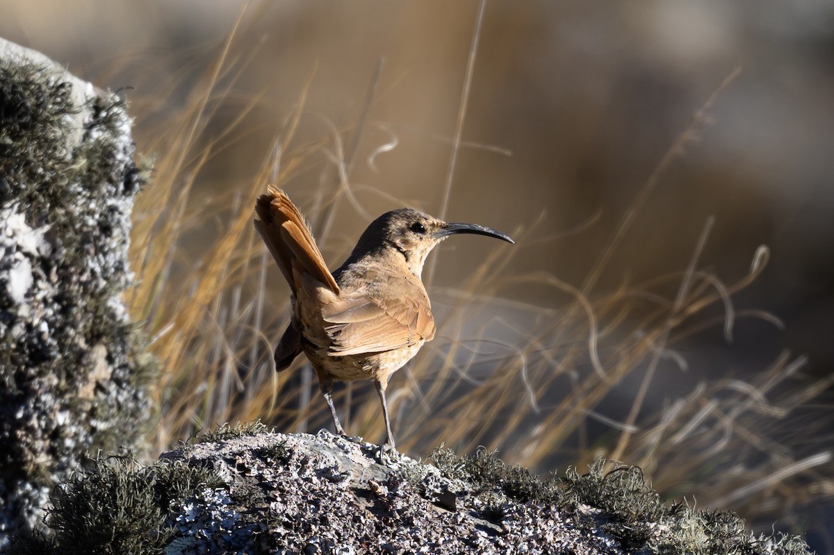 langnebbmarkløper (validirostris) - ML645897124