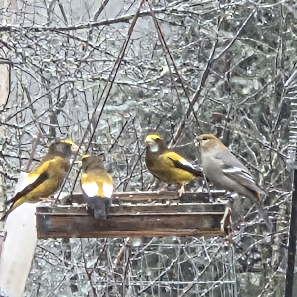 Pinu-gailupa - ML645897126