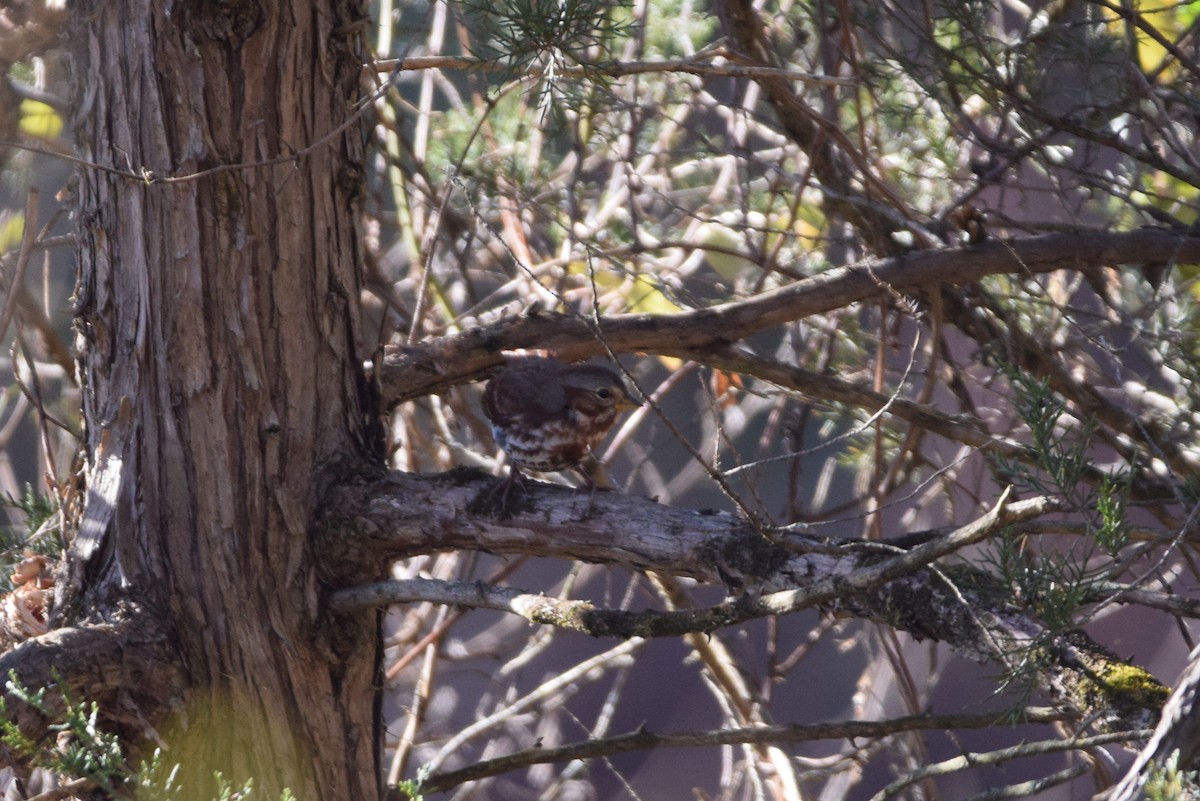 Fox Sparrow - ML645897129