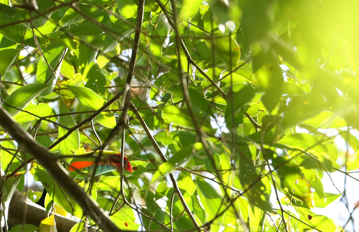 Fischertukan - ML645897136