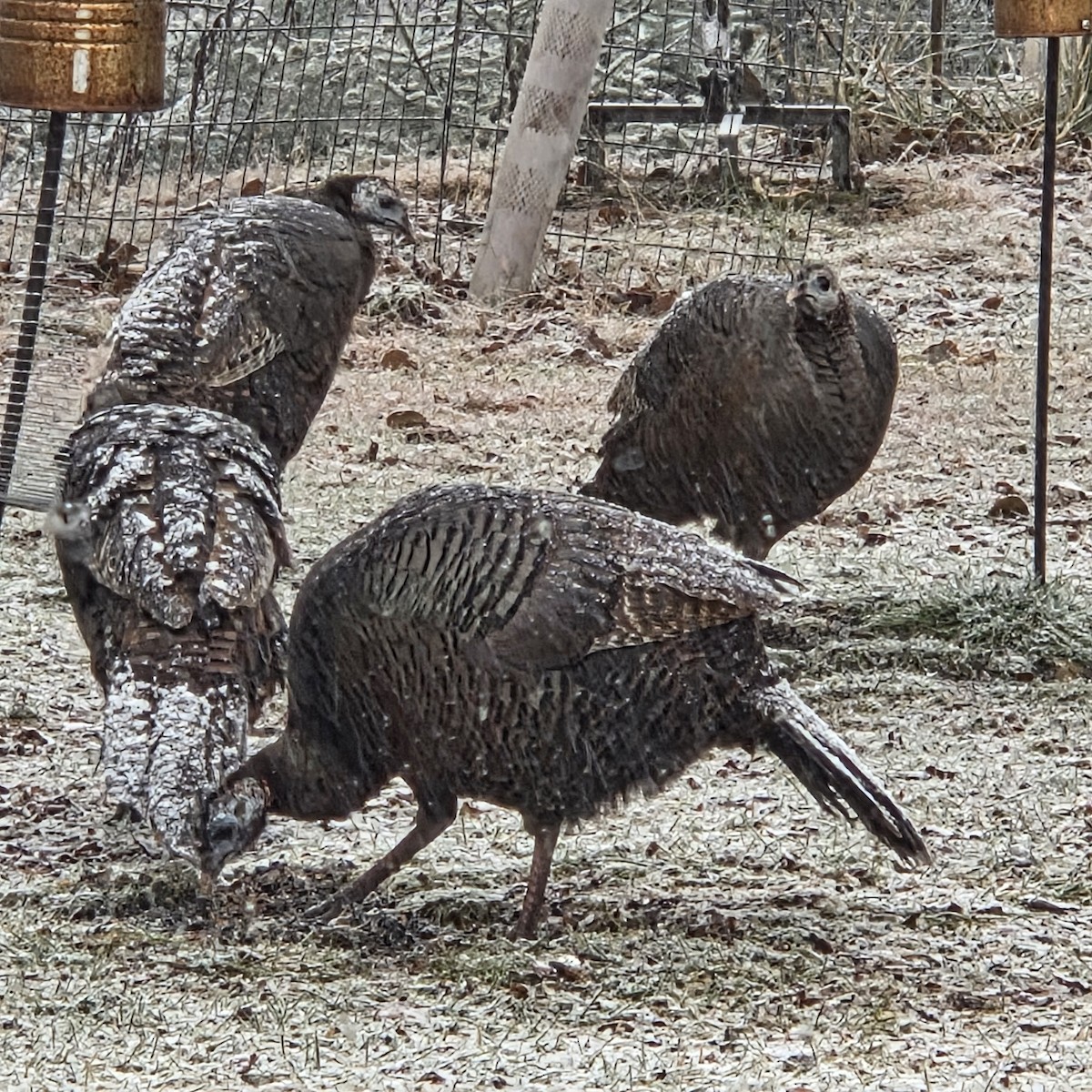 Tacchino selvatico - ML645897138