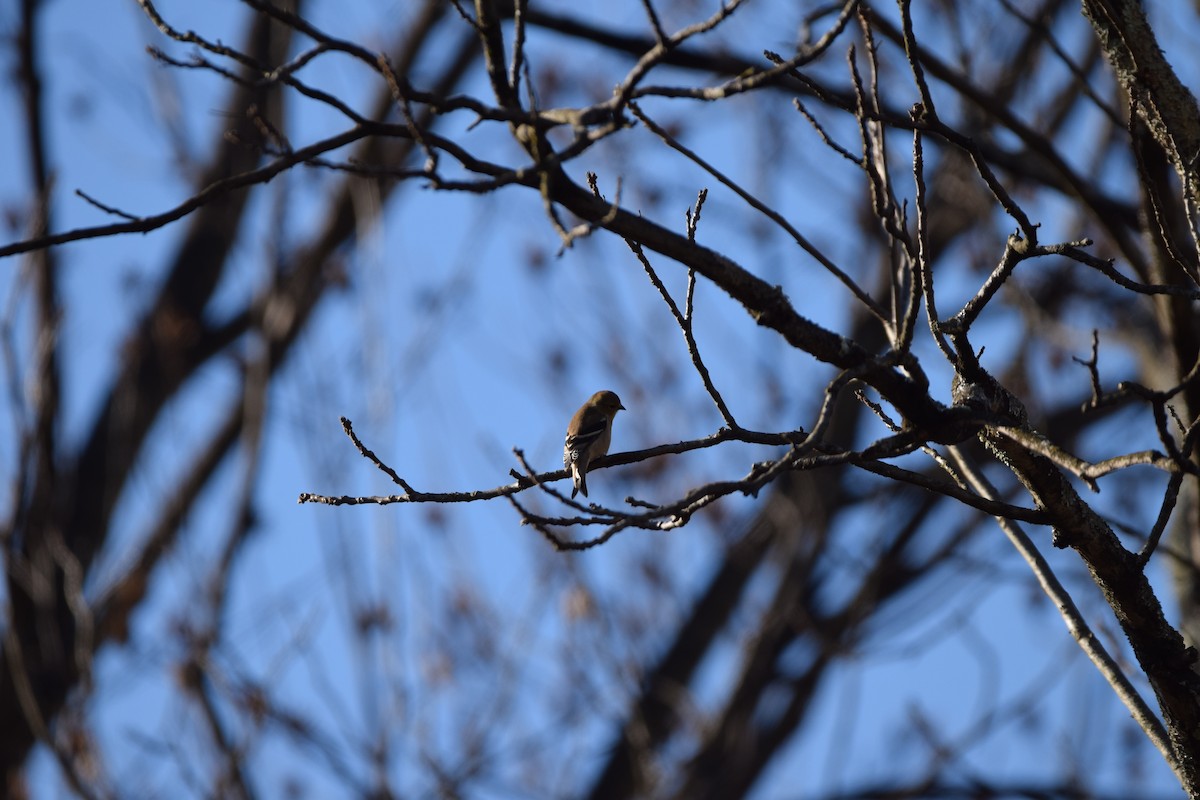 American Goldfinch - ML645897147